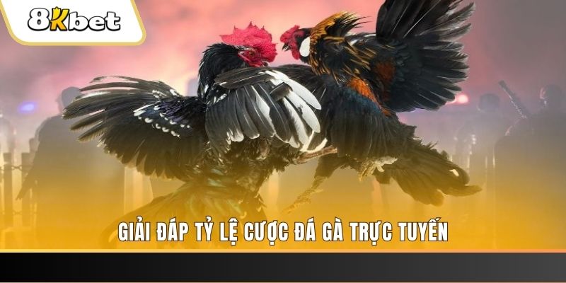 1133win ga choi cau thanh